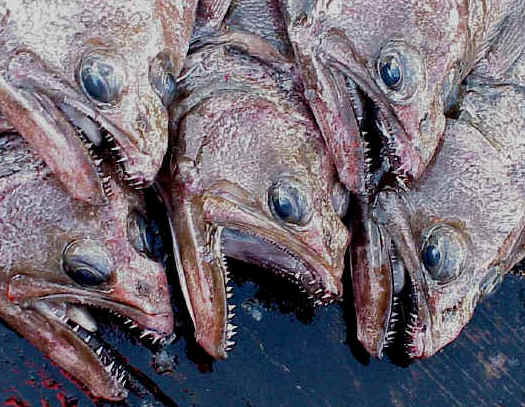 Atheresthes stomias (Jordan & Gilbert, 1880)